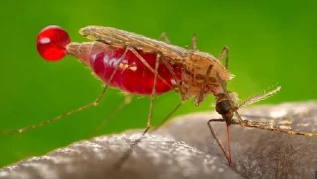 Супермалярия: в Азии распространяется опаснейшая болезнь, против которой нет лечения