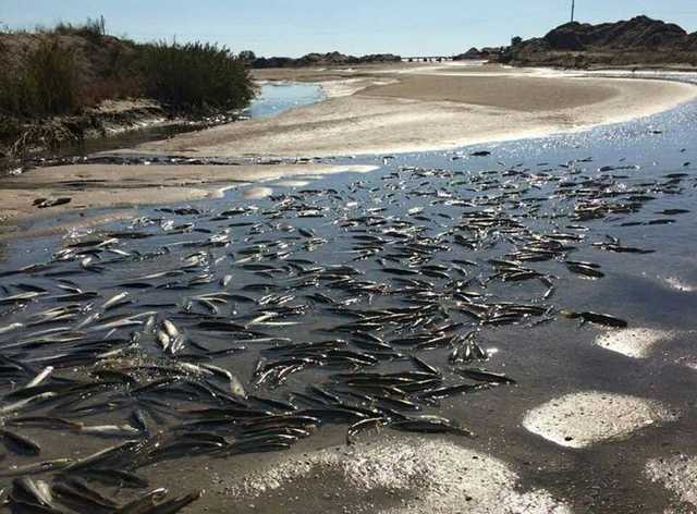 В Запорожской области произошла экологическая катастрофа