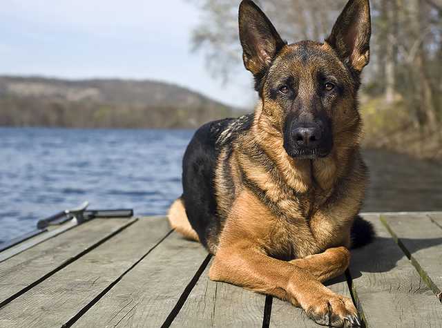 Тащил собаку за авто: украинцы разыскивают водителя-живодера