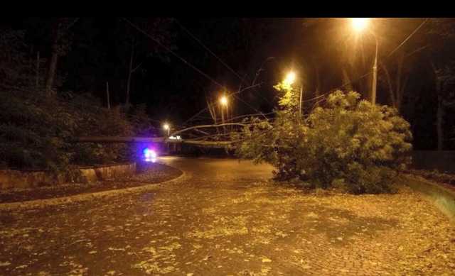 Львовскую область ночью накрыла буря - повалены деревья, оборваны провода