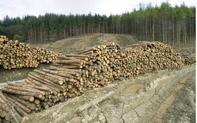 Из Пущи-Водицы вывозят лес: в сети показали фото