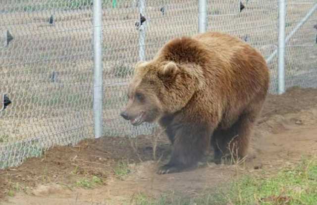Приют для цирковых медведей открыли в Львовской области
