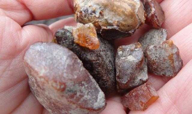 Кабмін дозволив передати 60 гектарів лісу з бурштином фірмі дружини судді Вищого адмінсуду