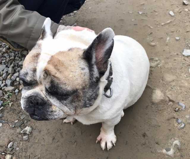 Лозовий повернув бульдога, якого поцупив на Львівщині, його власниці