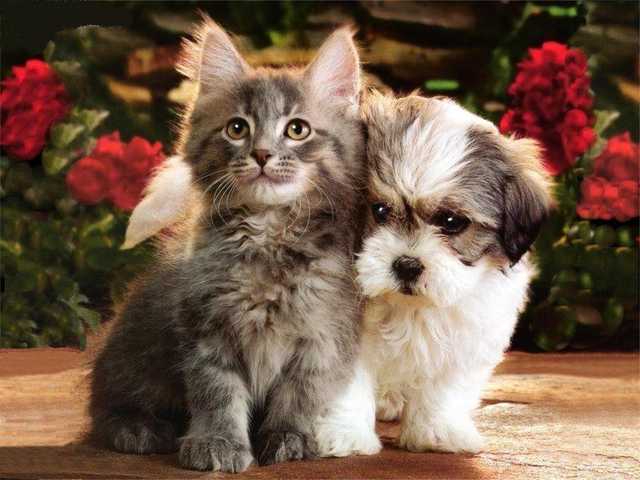 Романенко Юрий: Как милая Мурка и ласковый Барсик будут потрошить ваши карманы