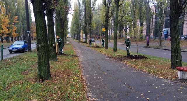 В столице высадили гипоаллергенные тополя