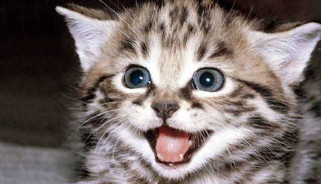 В Одессе детдомовец погиб, спасая котенка из трансформаторной будки