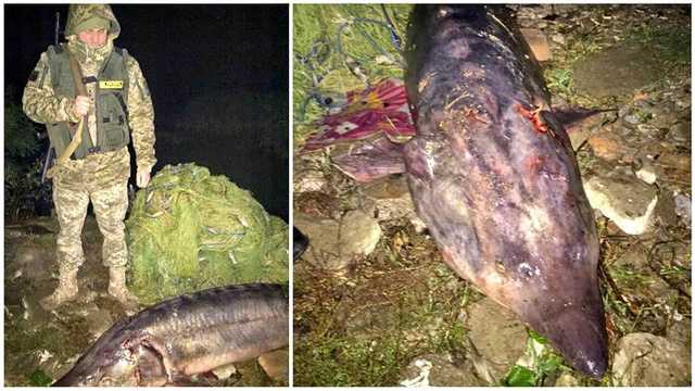 В Одесской области браконьеры убили громадную краснокнижную белугу