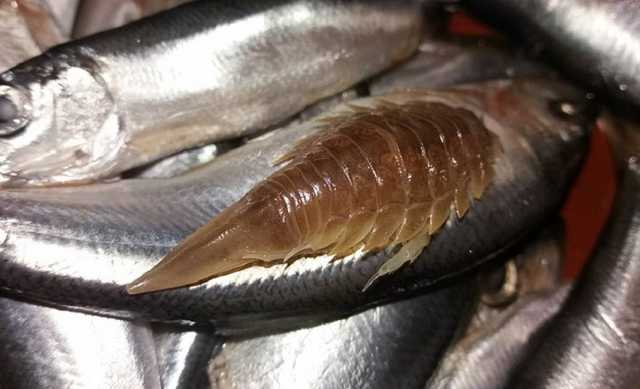 Жительница Тернополя нашла в консервах "чужого"