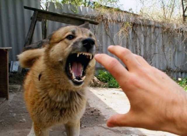 В Сумах объявили карантин из-за бешеной собаки