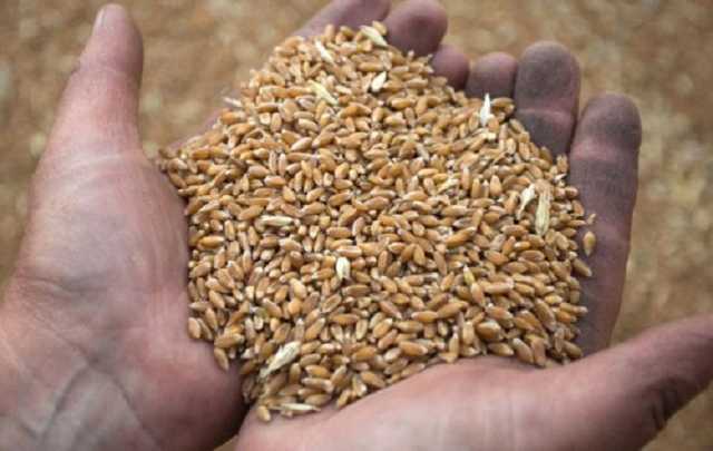 Бойовики "ЛНР" збільшили вивіз зерна на територію РФ