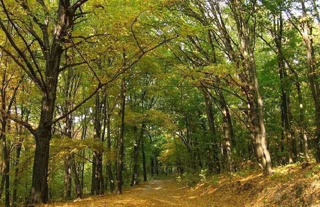 Чиновник Госкомзема незаконно продал земли Голосеевского парка
