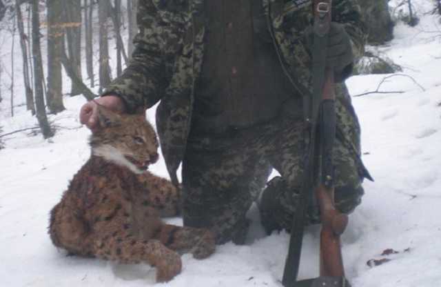 Нашли в машине: закарпатские лесники отрицают причастность к убийству краснокнижной рыси