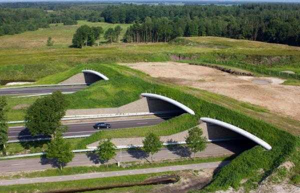 Построят ли в Украине мосты для животных?