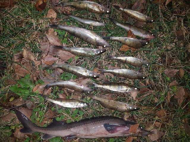 Под Киевом браконьер наловил краснокнижной рыбы на 60 тысяч гривен