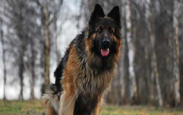 Мужчина заказал жестокое убийство собственной собаки в Харькове