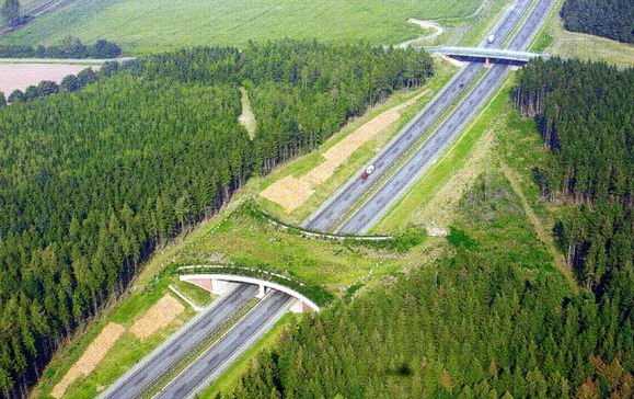 В Украине на автотрассах решили построить специальные коридоры для диких животных