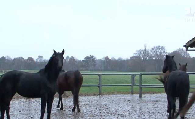 Почти 90 гектаров. Журналисты нашли элитный конный комплекс Онищенко в Германии