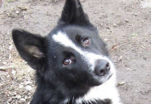 На Дніпропетровщині священник побив собаку цеглиною