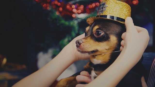 Оливье под угрозой. В Украине нацелились на замену Нового года Рождеством