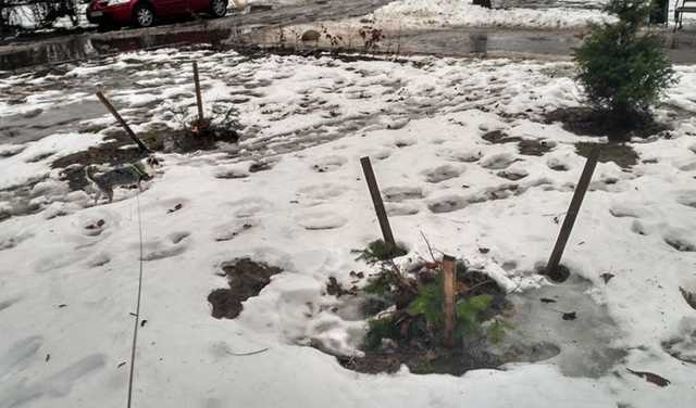 В Соломенском районе вандалы украли молодые ели