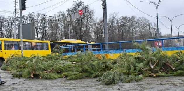 В Киеве появились новогодние свалки: продавцы елок побросали деревья погибать на холодной земле