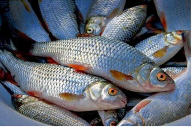 На Черкащині браконьєри заховали в очереті близько півтори тонни риби