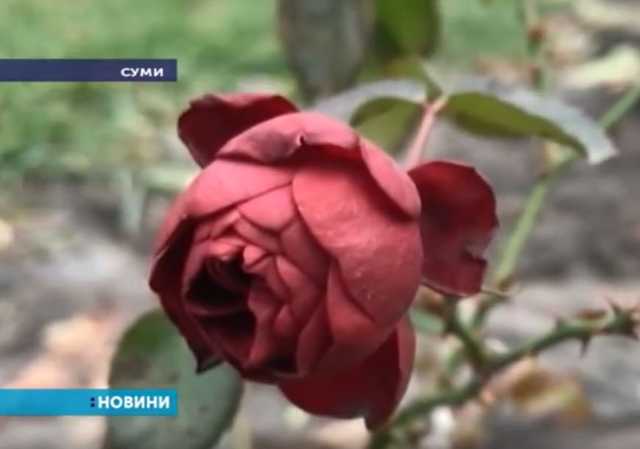 Посреди зимы в Сумах зацвели розы