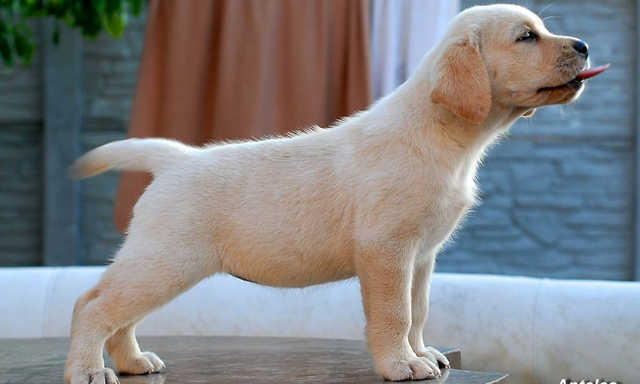 В Полтаве у девушки выхватили купленного за 7000 грн щенка лабрадора