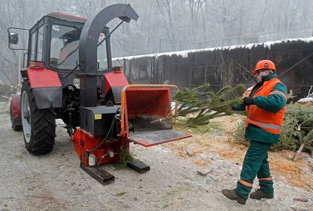 В Киеве заработают пункты приема новогодних елок