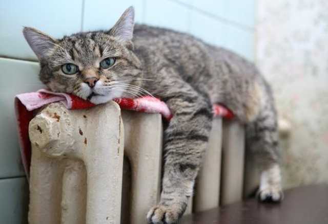 «Київенерго» знову хоче підняти тарифи на електроенергію і тепло