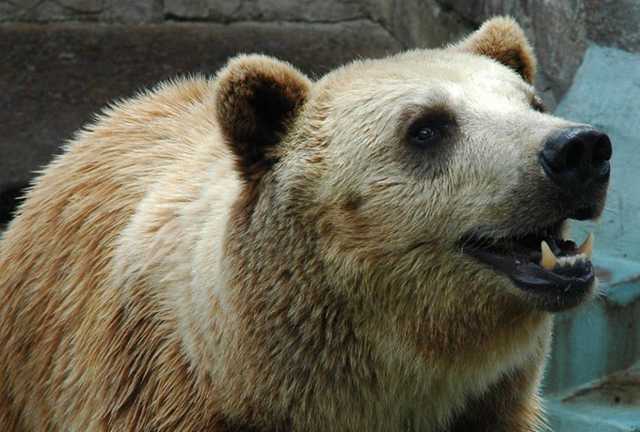 Харьковские медведи с опозданием впали в спячку