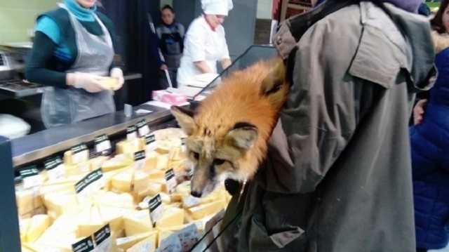 Под Киевом произошел переполох из-за лисы в супермаркете