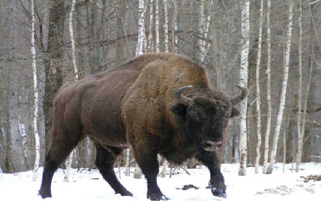 На Львівщині рятувальники витягнули з каналу зубра, який провалився під лід