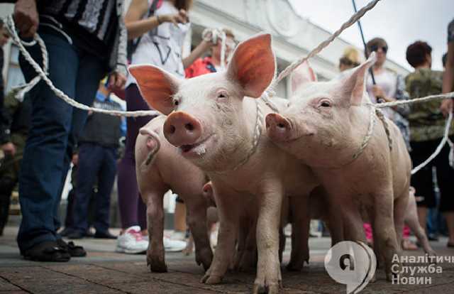 Украина запретила ввоз свинины из Польши из-за чумы
