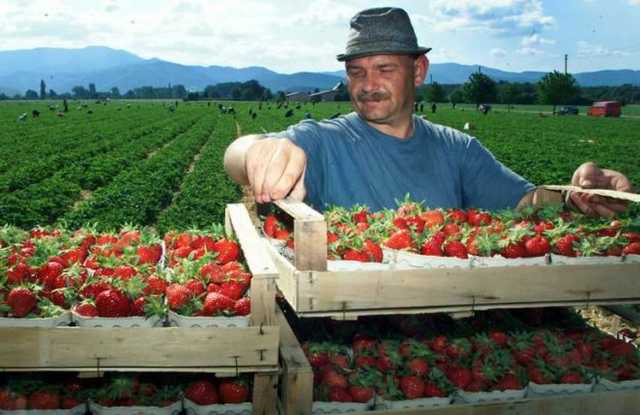 Украинским заробитчанам не засчитывают иностранный стаж на родине