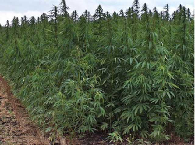 У Київській ОДА рекомендують аграріям сіяти коноплю