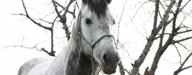 На Івано-Франківщині кобила врятувала п’яного господаря