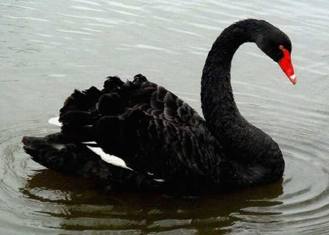 Юрий Романенко: «Фактор инфраструктуры может стать черным лебедем для властей»