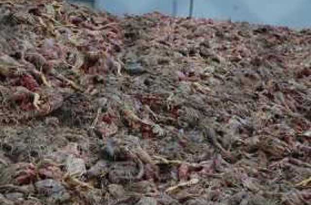 Куры Косюка убивают Винничину