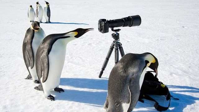 Пингвины атаковали украинскую станцию в Антарктиде