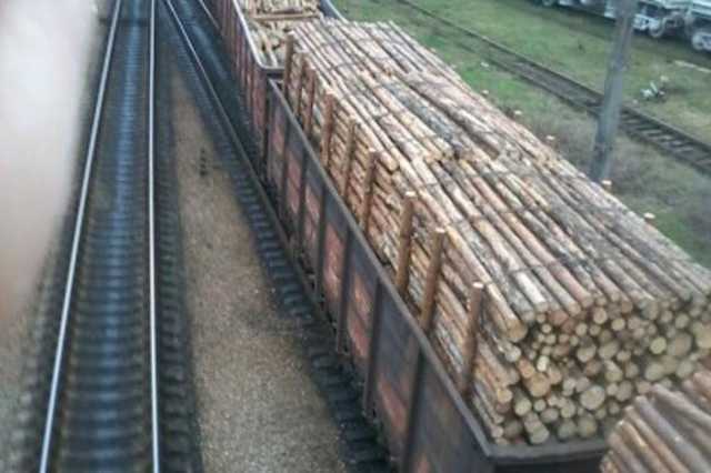 Лес вагонами вывозят: украинцев возмутили разоблачительные кадры