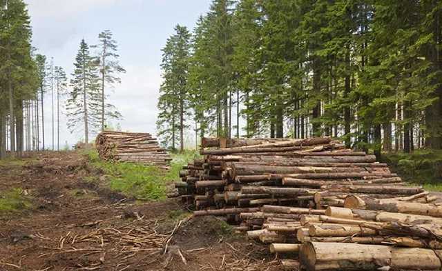 Лес вагонами вывозят: украинцев возмутили разоблачительные кадры