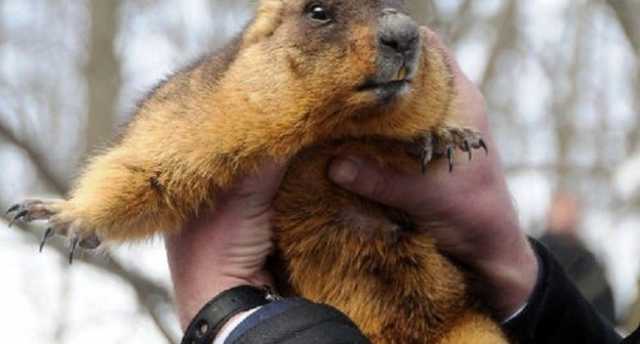 Погода в Украине: что теперь хотят сделать с сурком Тимкой