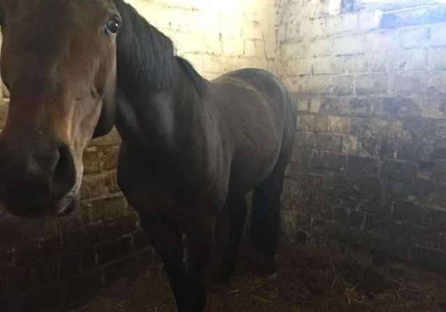 З київського кінного клубу врятували виснажених тварин