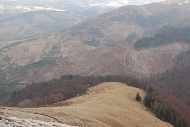 Вырубка леса в Карпатах: власть приняла решение