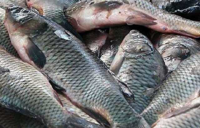 В Киевской области поймали экс-начальника районной рыбинспекции за незаконным выловом рыбы