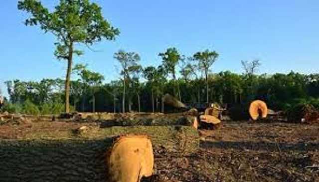 Партнер дружини керівника Держлісагенства відмінив в суді наказ Держлісагенства про лісові аукціони