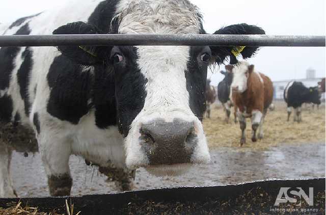 Украинские молокозаводы сговорились и обваливают закупочные цены на молоко