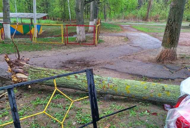 В Харькове дерево упало на припаркованные автомобили